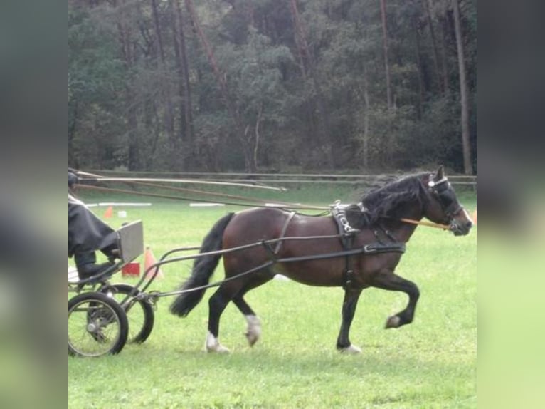 GLEBEDALE CHIT-CHAT Welsh C (of Cob Type) Stallion Brown in Meerbusch