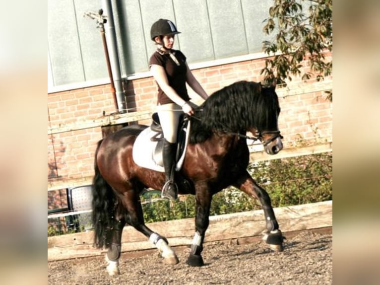GLEBEDALE CHIT-CHAT Welsh C (of Cob Type) Stallion Brown in Meerbusch