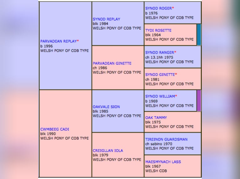 GLEBEDALE CHIT-CHAT Welsh C (of Cob Type) Stallion Brown in Meerbusch