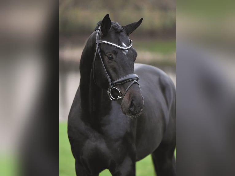 GLOBAL PLAYER Oldenburg Stallion Smoky-Black in Syke