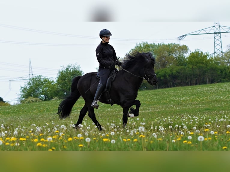 GNÝR FRÁ ÁRGERÐI Icelandic Horse Stallion Black in Blankenheim