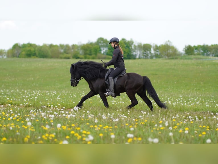 GNÝR FRÁ ÁRGERÐI Pony Islandese Stallone in Blankenheim