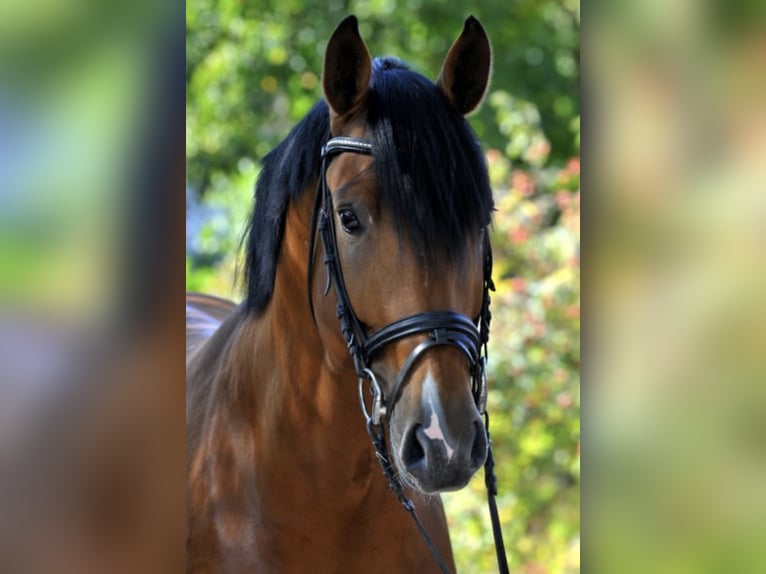 GO FOR GOLD Hannoveraan Hengst Bruin in Babenhausen