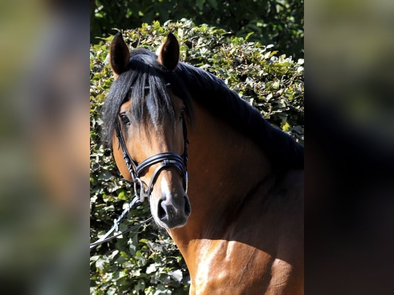 GO FOR GOLD Hannoveranare Hingst Brun in Babenhausen