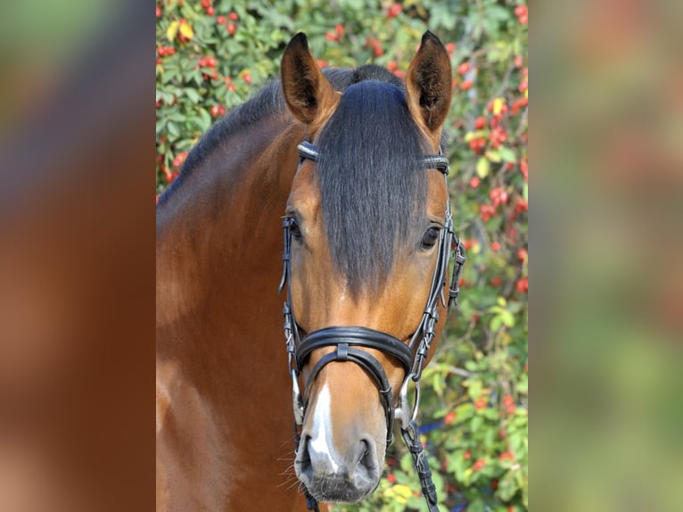 GO FOR GOLD Hannoveranare Hingst Brun in Babenhausen