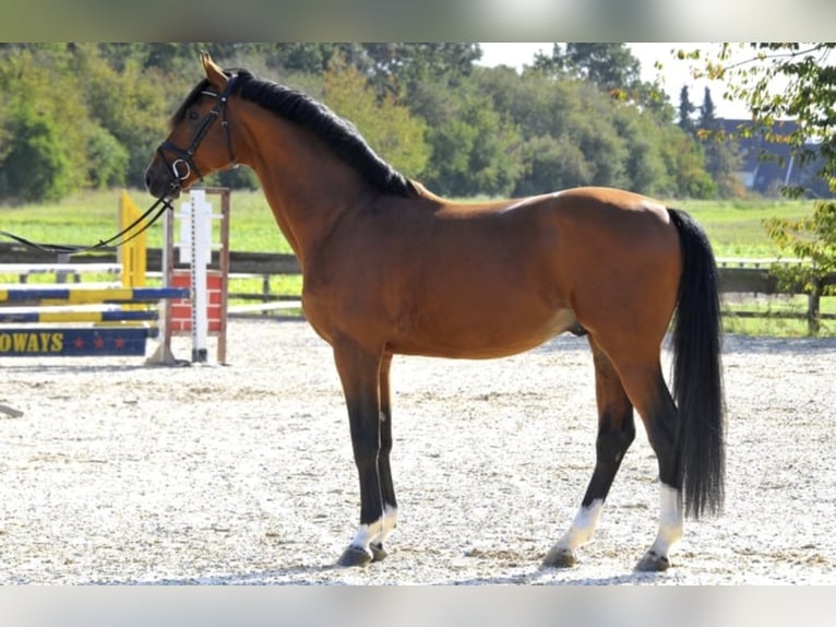 GO FOR GOLD Hannoveraner Hengst Brauner in Babenhausen