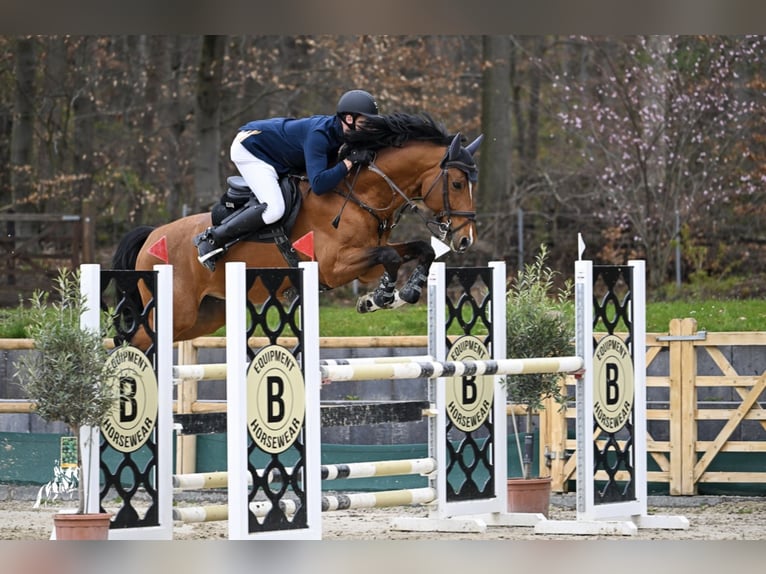 GO FOR GOLD Hannoveraner Hengst Brauner in Babenhausen