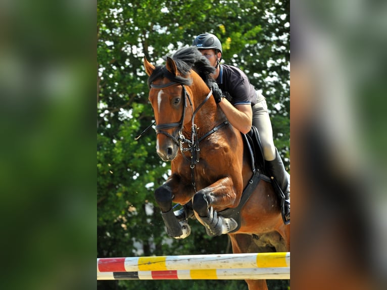 GO FOR GOLD Hanoverian Stallion Brown in Babenhausen