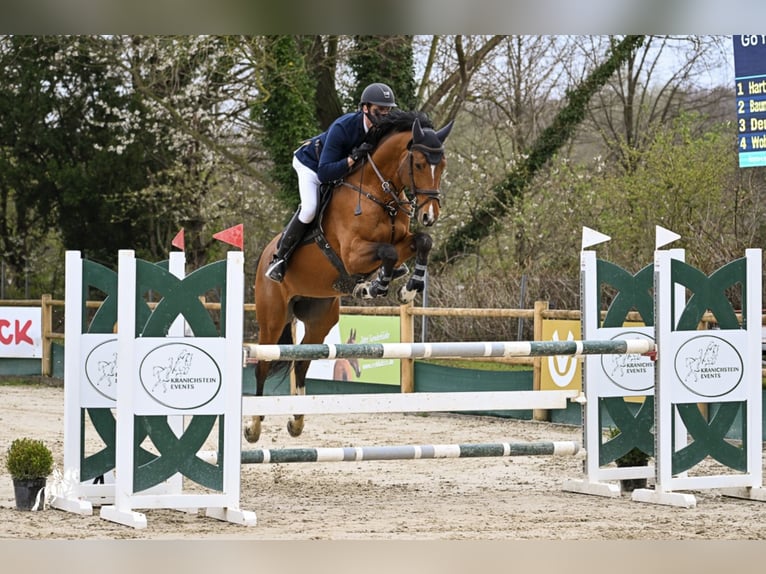 GO FOR GOLD Hanoverian Stallion in Babenhausen