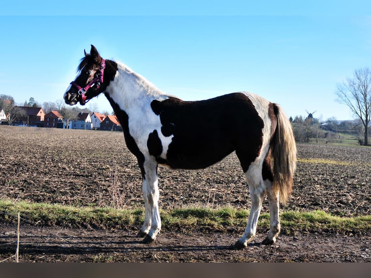 GOLDEN GLAMOUR Lewitzer Stallion Pinto in Badersleben