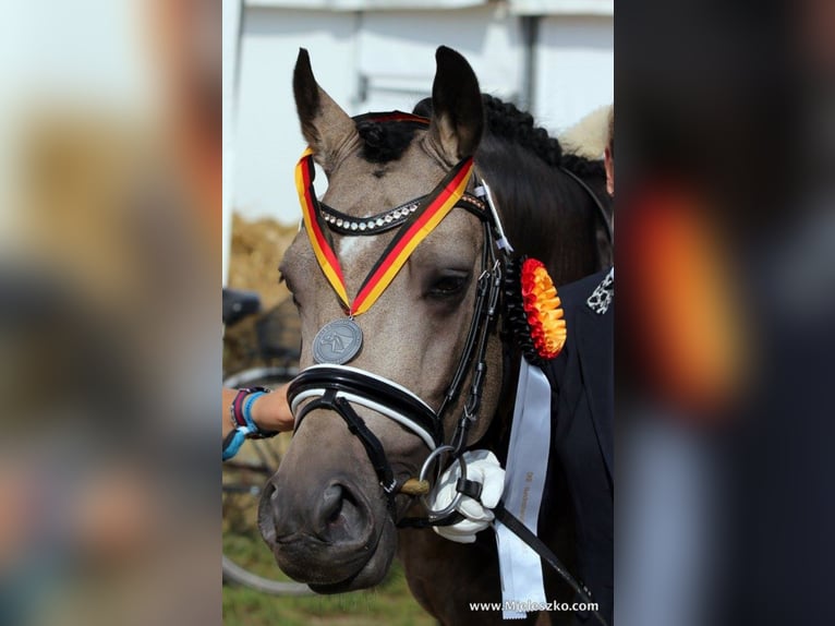GOLDEN GREY NRW German Riding Pony Stallion Dun in Paderborn