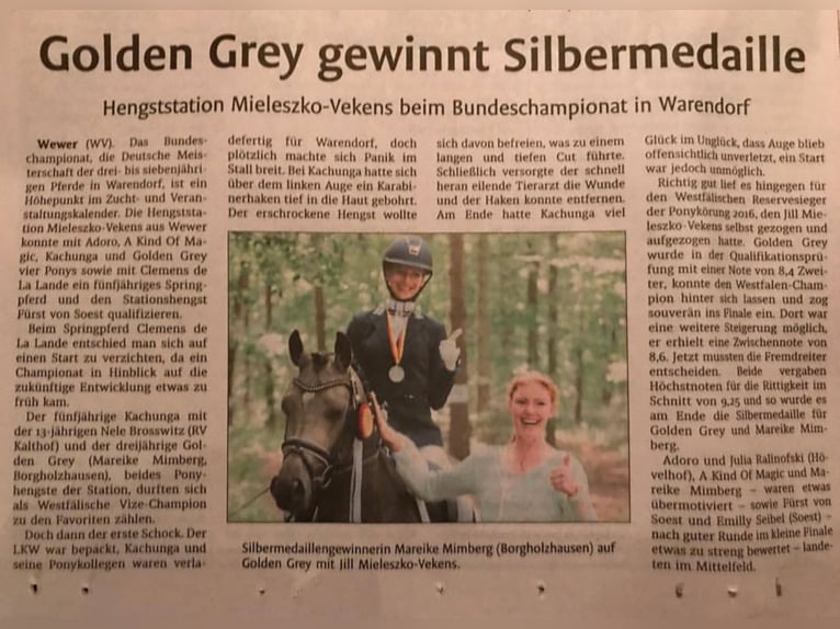 GOLDEN GREY NRW Poni alemán Semental Bayo in Paderborn