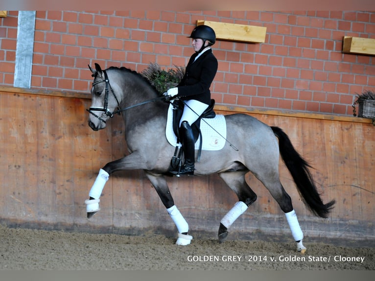 GOLDEN GREY NRW Pony tedesco Stallone Falbo in Paderborn
