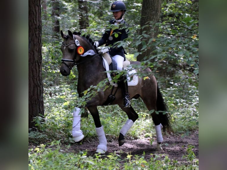 GOLDEN GREY NRW Pony tedesco Stallone Falbo in Paderborn