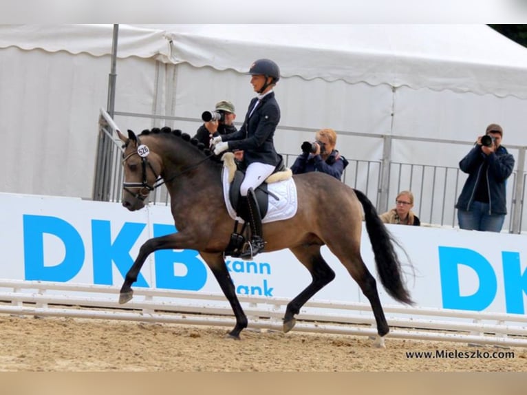 GOLDEN GREY NRW Pony tedesco Stallone Falbo in Paderborn
