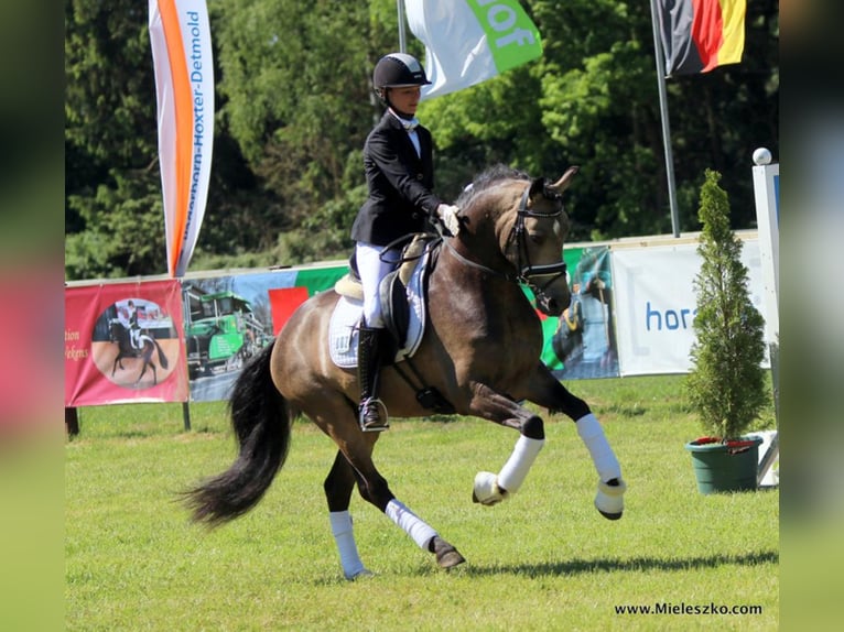 GOLDEN GREY NRW Pony tedesco Stallone Falbo in Paderborn