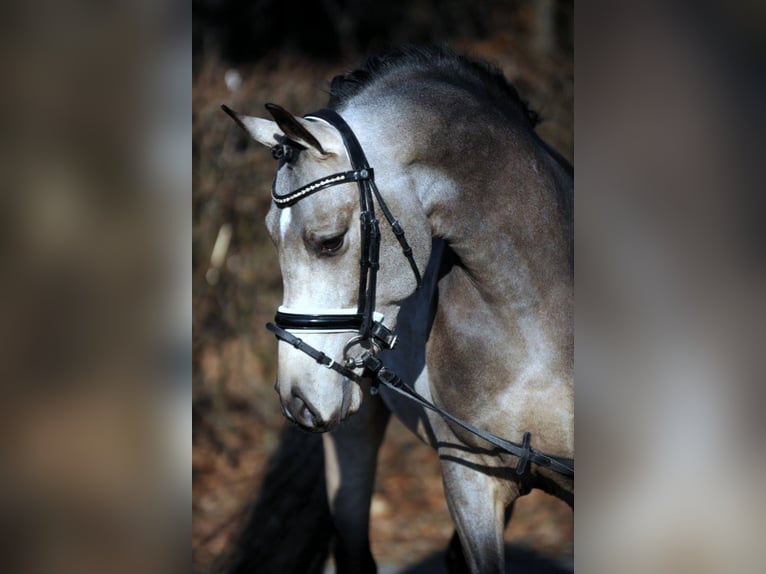 GOLDEN GREY NRW Pony tedesco Stallone Falbo in Paderborn