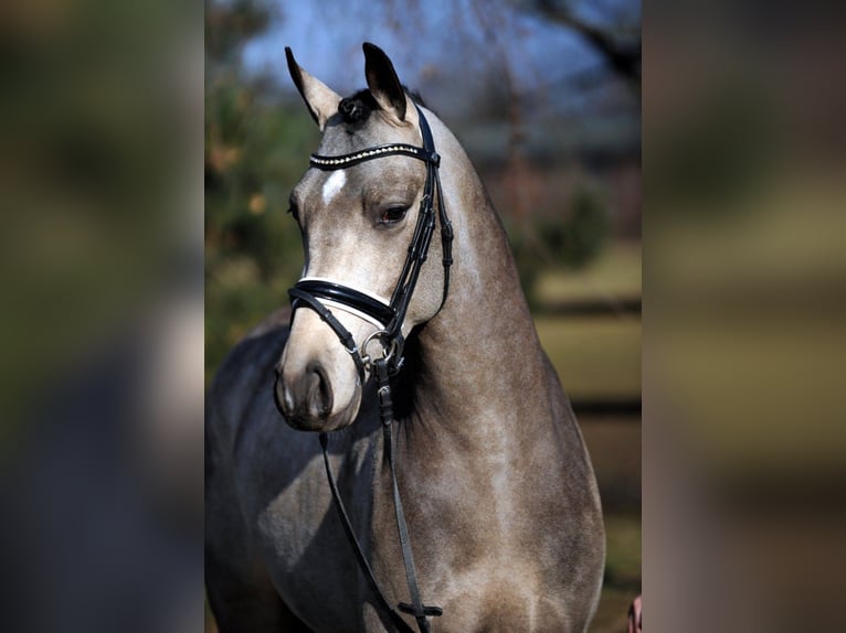 GOLDEN GREY NRW Pony tedesco Stallone Falbo in Paderborn