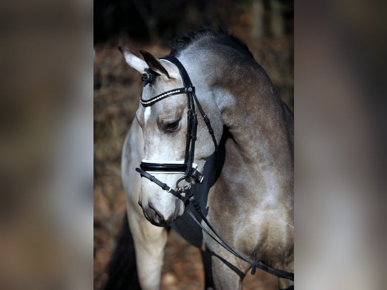 GOLDEN GREY NRW Pony tedesco Stallone Falbo in Paderborn