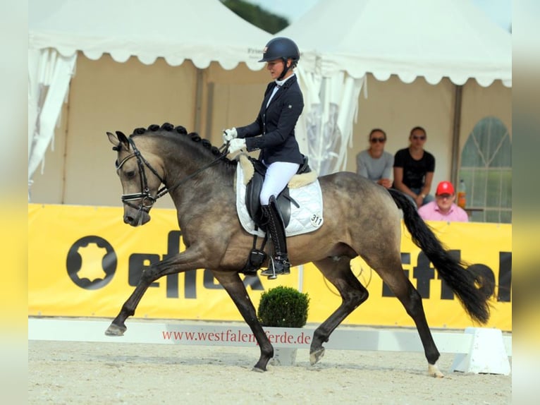 GOLDEN GREY NRW Pony tedesco Stallone Falbo in Paderborn