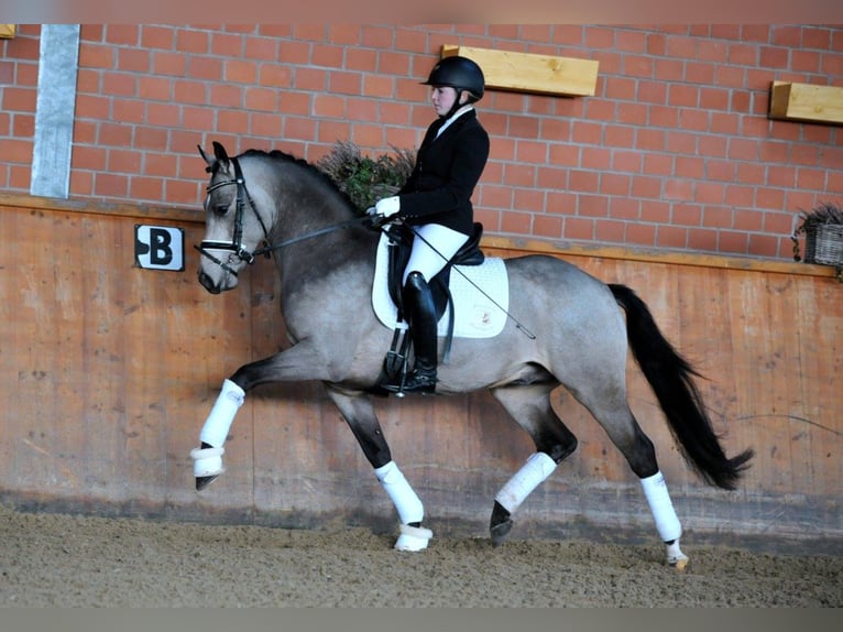 GOLDEN GREY NRW Pony tedesco Stallone Falbo in Paderborn