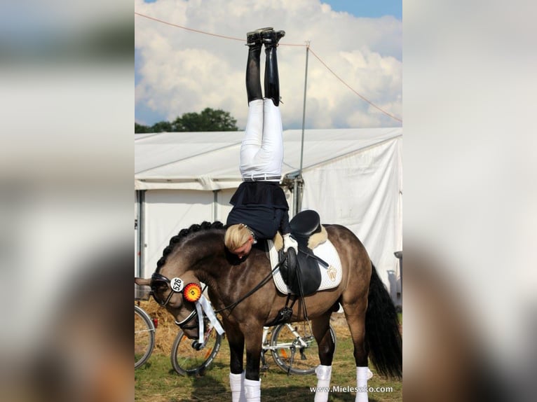 GOLDEN GREY NRW Pony tedesco Stallone Falbo in Paderborn