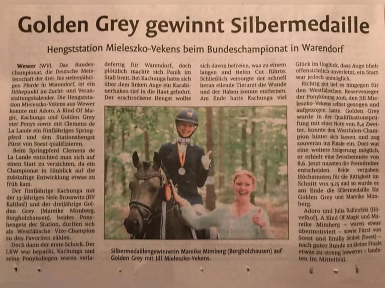 GOLDEN GREY NRW Pony tedesco Stallone Falbo in Paderborn