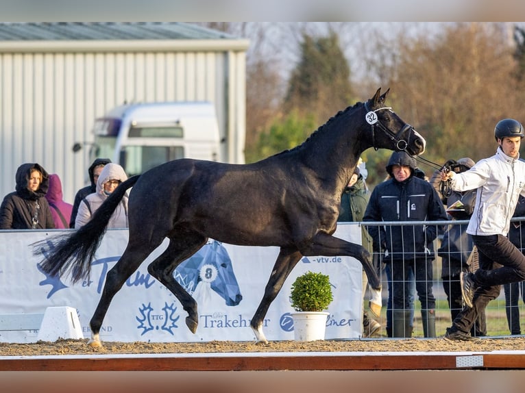 Goldmaß Trakehner Étalon Noir in Herbstein