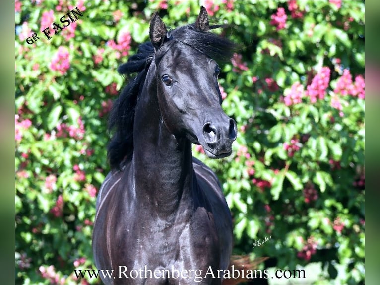 GOLDPRÄMIERTER RAPPHENGST reinerbig ohne Abzeichen Straight Egyptian Hingst Svart in Monheim