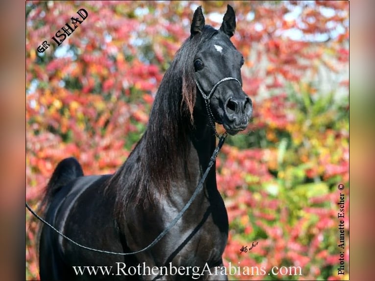 GOLDPRÄMIERTER RAPPHENGST reinerbig ohne Abzeichen Straight Egyptian Stallion Black in Monheim GOLDPRÄMIERTER RAPPHENGST reinerbig ohne Abzeichen Straight Egyptian Stallion Black in Monheim