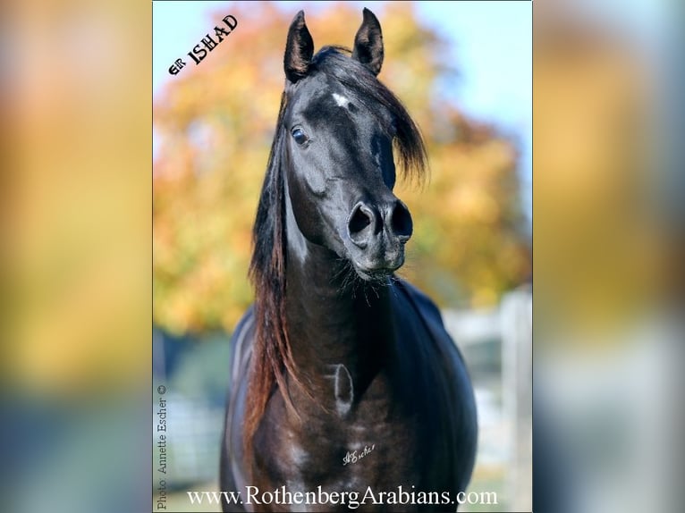 GOLDPRÄMIERTER RAPPHENGST reinerbig ohne Abzeichen Straight Egyptian Stallion Black in Monheim