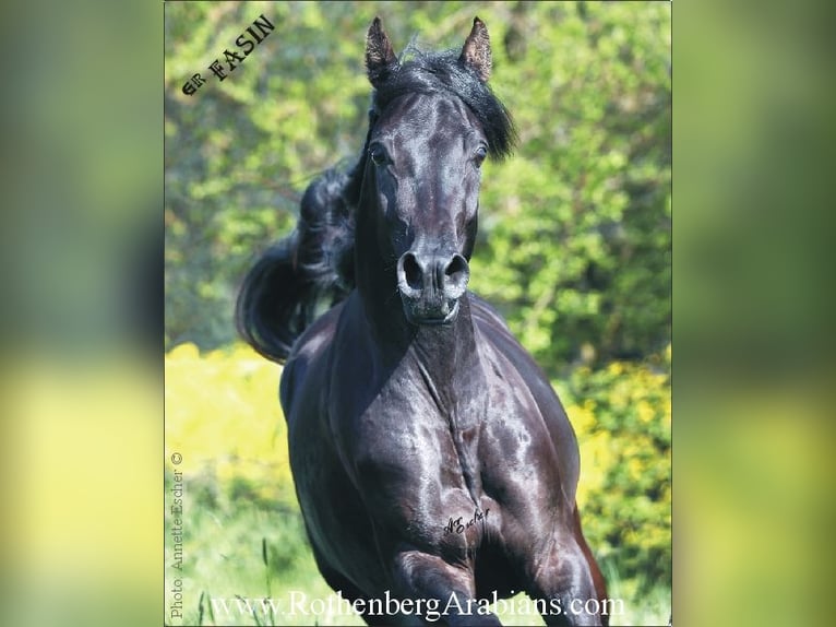 GOLDPRÄMIERTER RAPPHENGST reinerbig ohne Abzeichen Straight Egyptian Stallion Black in Monheim