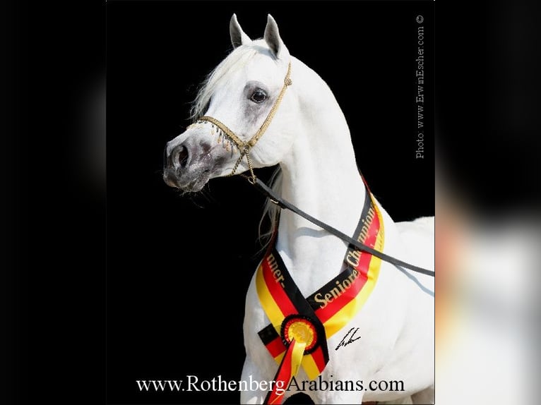 GOLDPRÄMIERTER RAPPHENGST reinerbig ohne Abzeichen Straight Egyptian Stallion Black in Monheim