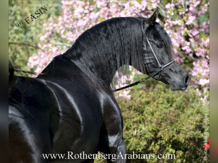 GOLDPRÄMIERTER RAPPHENGST reinerbig ohne Abzeichen Straight Egyptian Stallion Black in Monheim GOLDPRÄMIERTER RAPPHENGST reinerbig ohne Abzeichen Straight Egyptian Stallion Black in Monheim