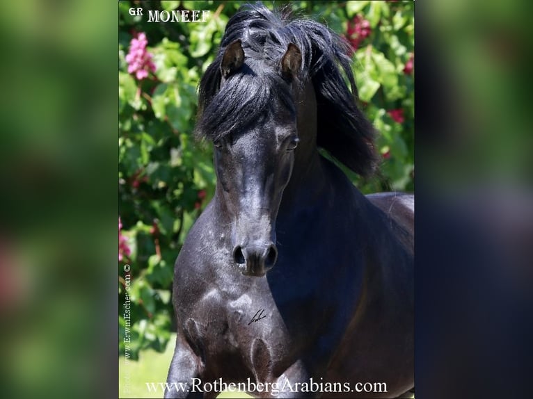 GOLDPRÄMIERTER RAPPHENGST reinerbig ohne Abzeichen Straight Egyptian Stallion Black in Monheim