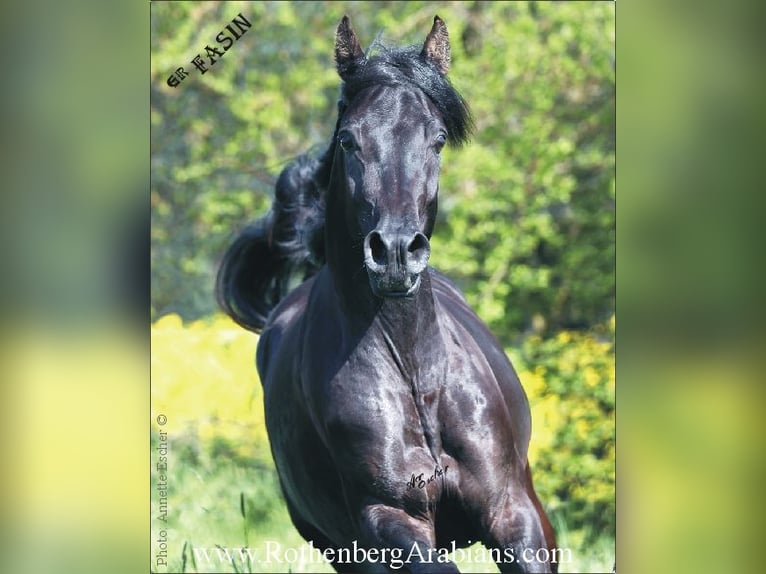 GOLDPRÄMIERTER RAPPHENGST reinerbig ohne Abzeichen Straight Egyptian Stallion in Monheim