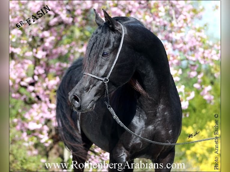 GOLDPRÄMIERTER RAPPHENGST reinerbig ohne Abzeichen Straight Egyptian Stallion in Monheim