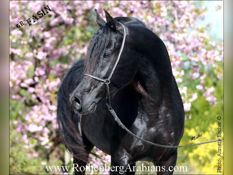 GOLDPRÄMIERTER REIN ÄGYPTISCHER RAPPHENGST Straight Egyptian Hingst Svart in Monheim