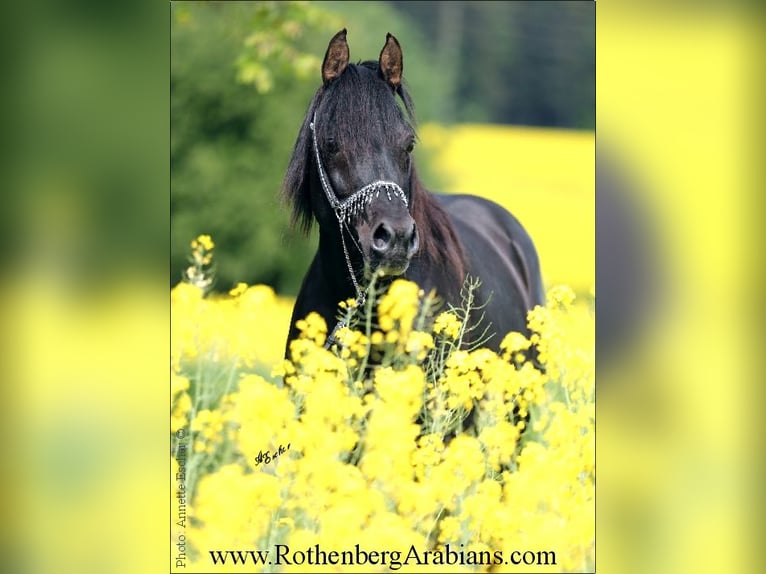 GOLDPRÄMIERTER REIN ÄGYPTISCHER RAPPHENGST Straight Egyptian Stallion Black in Monheim