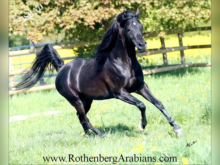 GOLDPRÄMIERTER REIN ÄGYPTISCHER RAPPHENGST Straight Egyptian Stallion Black in Monheim