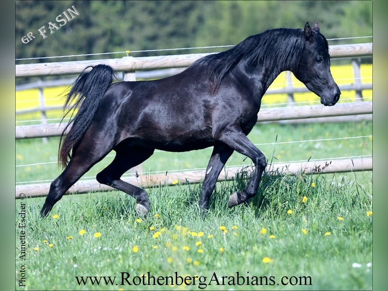 GOLDPRÄMIERTER REIN ÄGYPTISCHER RAPPHENGST Straight Egyptian Stallion Black in Monheim