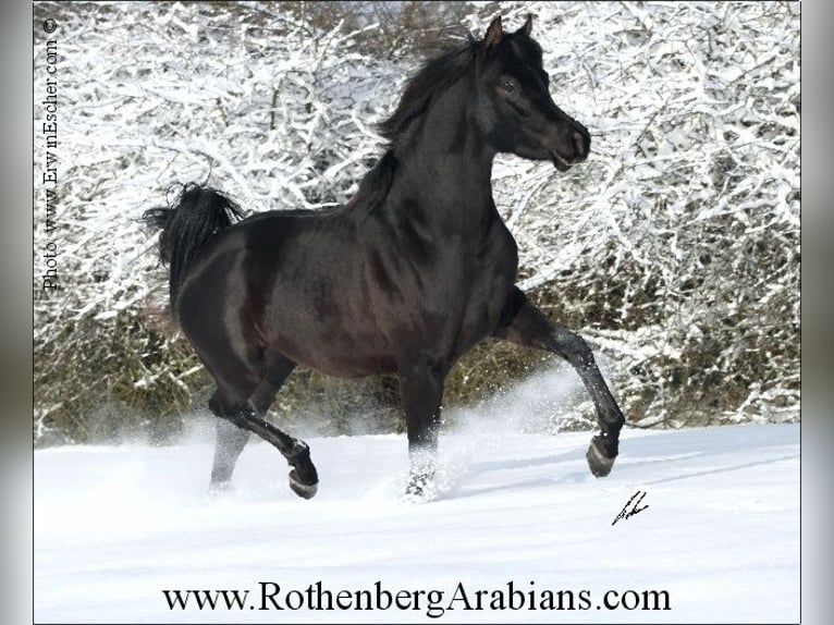 GOLDPRÄMIERTER REIN ÄGYPTISCHER RAPPHENGST Straight Egyptian Stallion Black in Monheim