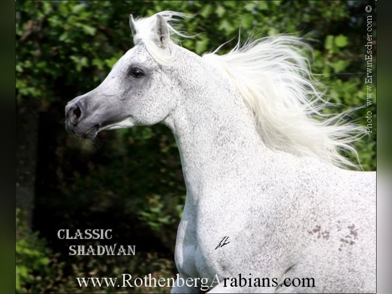 GOLDPRÄMIERTER REIN ÄGYPTISCHER RAPPHENGST Straight Egyptian Stallion Black in Monheim