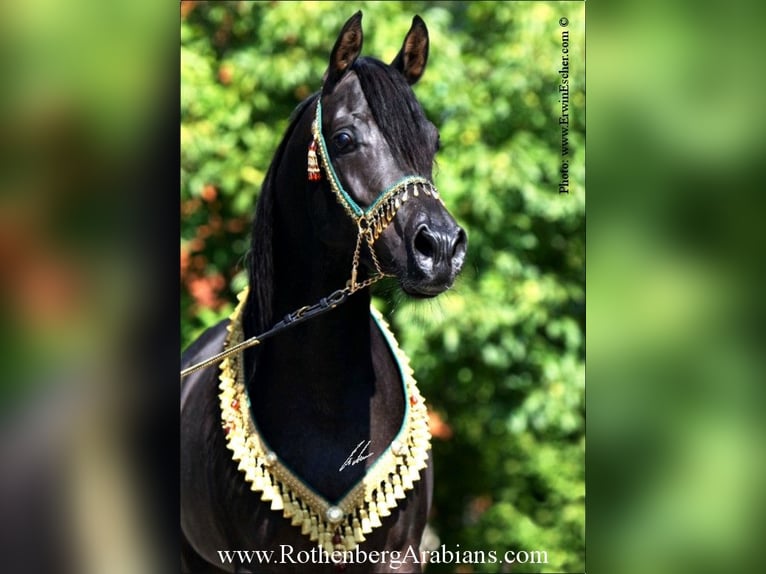 GOLDPRÄMIERTER REIN ÄGYPTISCHER RAPPHENGST Straight Egyptian Stallion Black in Monheim