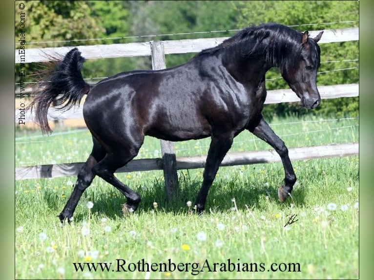 GOLDPRÄMIERTER REIN ÄGYPTISCHER RAPPHENGST Straight Egyptian Stallion Black in Monheim