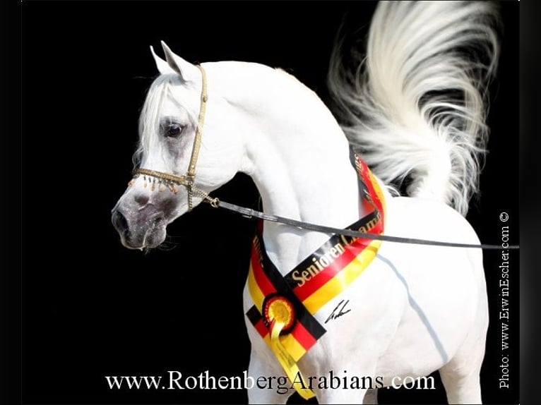 GOLDPRÄMIERTER REIN ÄGYPTISCHER RAPPHENGST Straight Egyptian Stallion Black in Monheim