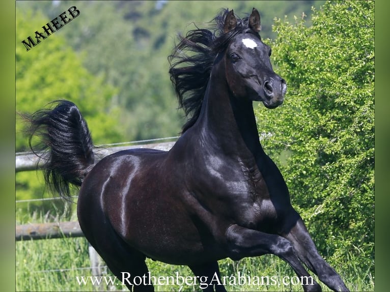 GOLDPRÄMIERTER REIN ÄGYPTISCHER RAPPHENGST Straight Egyptian Stallion Black in Monheim