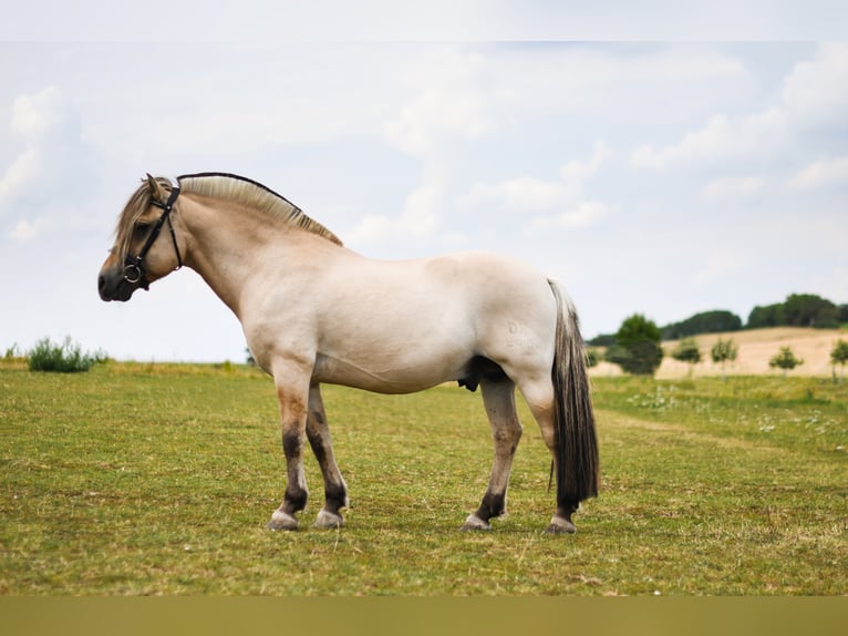 GOLF GUDENÅ Chevaux fjord Étalon in Liebstadt