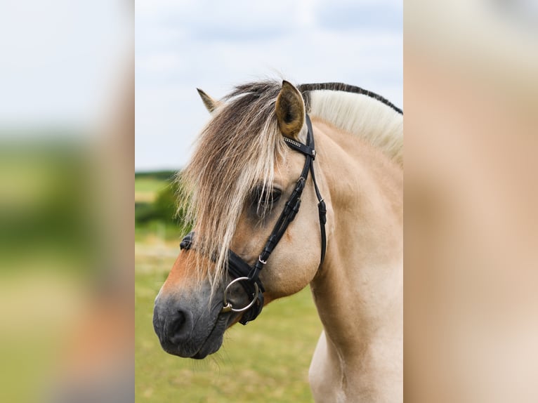 GOLF GUDENÅ Chevaux fjord Étalon in Liebstadt