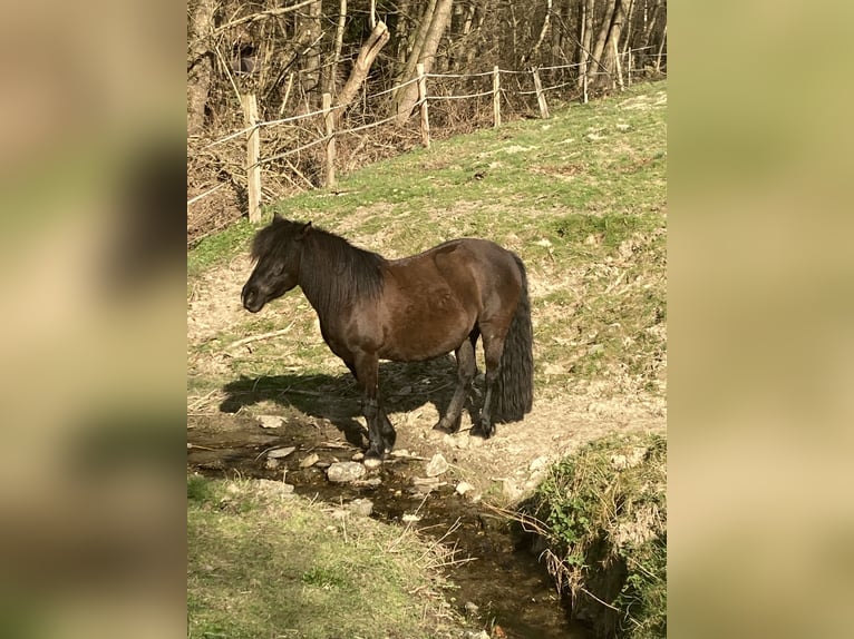 Górski konik bośniacki Klacz 11 lat 133 cm Kara in Betzdorf
